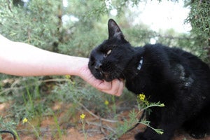 Agent the cat being petted on his walk