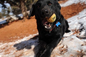 Archie the black Labrador retriever mix with a tennis ball in his mouth