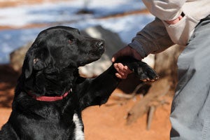 Archie with his caregiver Josh practicing clicker training