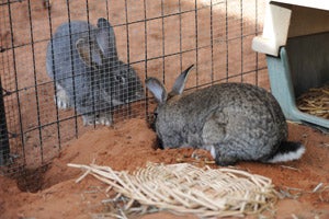 Two bunnies. Bach is digging under the x-pen.