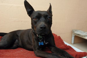 Batgirl the black pit bull terrier rescued from Hurricane Katrina