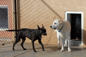 Pit bull Batgirl with another large dog