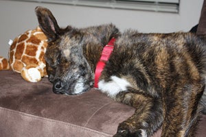 Billy the dog slepping with a stuffed animal