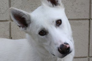 Bowie the German shepherd and husky mix adopted from Furburbia at the Tanger Outlet in Park City, Utah