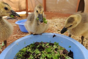 Three Canadian geese goslings