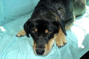 A Tuba City Humane Society volunteer found Lucy Lou (pictured here) and her nine puppies