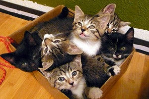 HEEnterprise 6kittensinbox KristaPeel