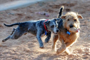 Gordo the dog and another dog running and playing