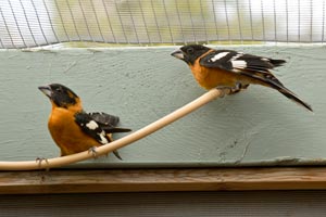 Black-headed grosbeaks