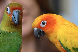 Sun conure and Sunday conure