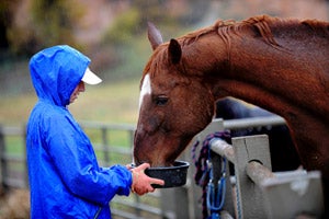 Woman feeding a horse