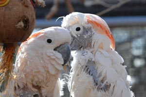  Two cockatoos