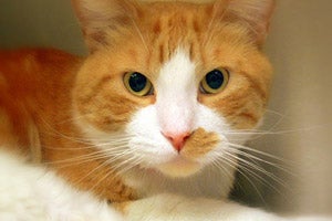 Orange tabby cat