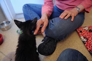 Black fighter getting enjoying being petted on the neck