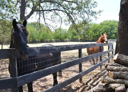 Horses in pasture