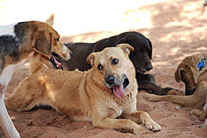 Phil the dog playing with other dogs