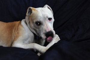 Sookie the dog licking her paw