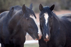 Bonnie and Clyde the horses