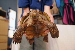 Desert tortoise getting a bath