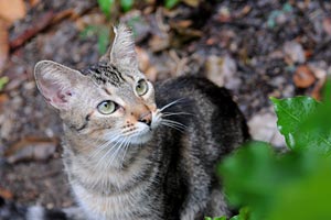 Feral cat outside