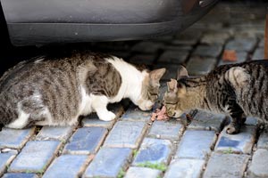 Two feral cats