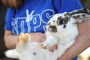 Hopsing the three-legged rabbit being snuggled