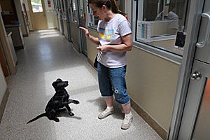 Ibis the puppy learning the command "sit"