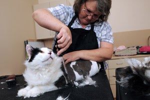 Cat getting the lion cut at the groomer