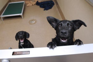 Energetic black puppies