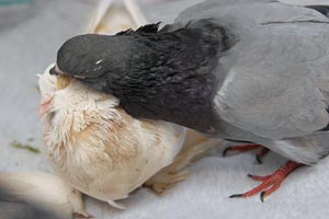 Two pigeons named Christy and Slippers