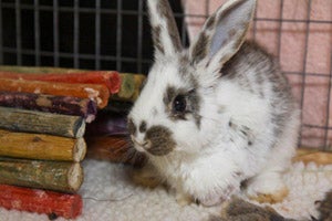 Hopsing the rabbit as a baby