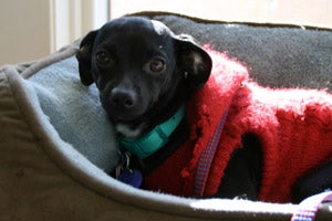 Jewel, a black Chihuahua wearing a red sweater, who was transported by plane from L.A. to New York