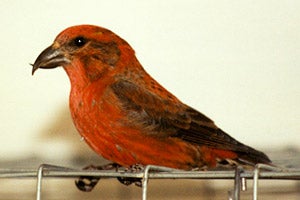 Red crossbill bird