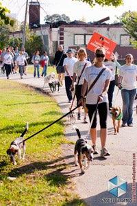 People strutting with their dogs