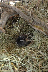  Bunny hay bungalow 