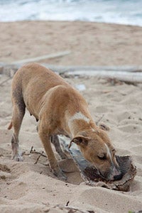 Mother dog on the beach