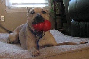 German shepherd Elmo, who had reactivity issues, with a Kong toy in his mouth