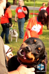 Dog and his person at Strut Your Mutt