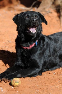 Black Lab mix Archie sitting next to a ball