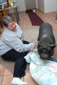  Cherry the pig and Lorri enjoying their sleepover 