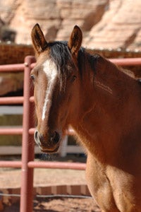 Chuck the un-classically beautiful horse with his lips that curl up permanently