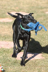 Black Lab puppy who had parvo but recovered