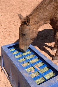 Horse eating from a puzzle feeder