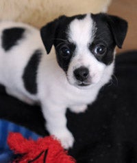 Black and white puppy