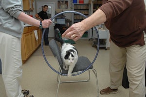 Raed doing cat agility training