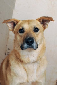 Phil the dog who was rescued after being abused