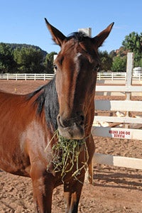 Horse eating hay