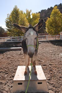 Sweetheart the donkey