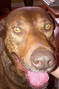 Brown Lab mix dog