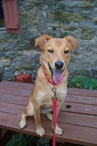 Delilah the search dog in training